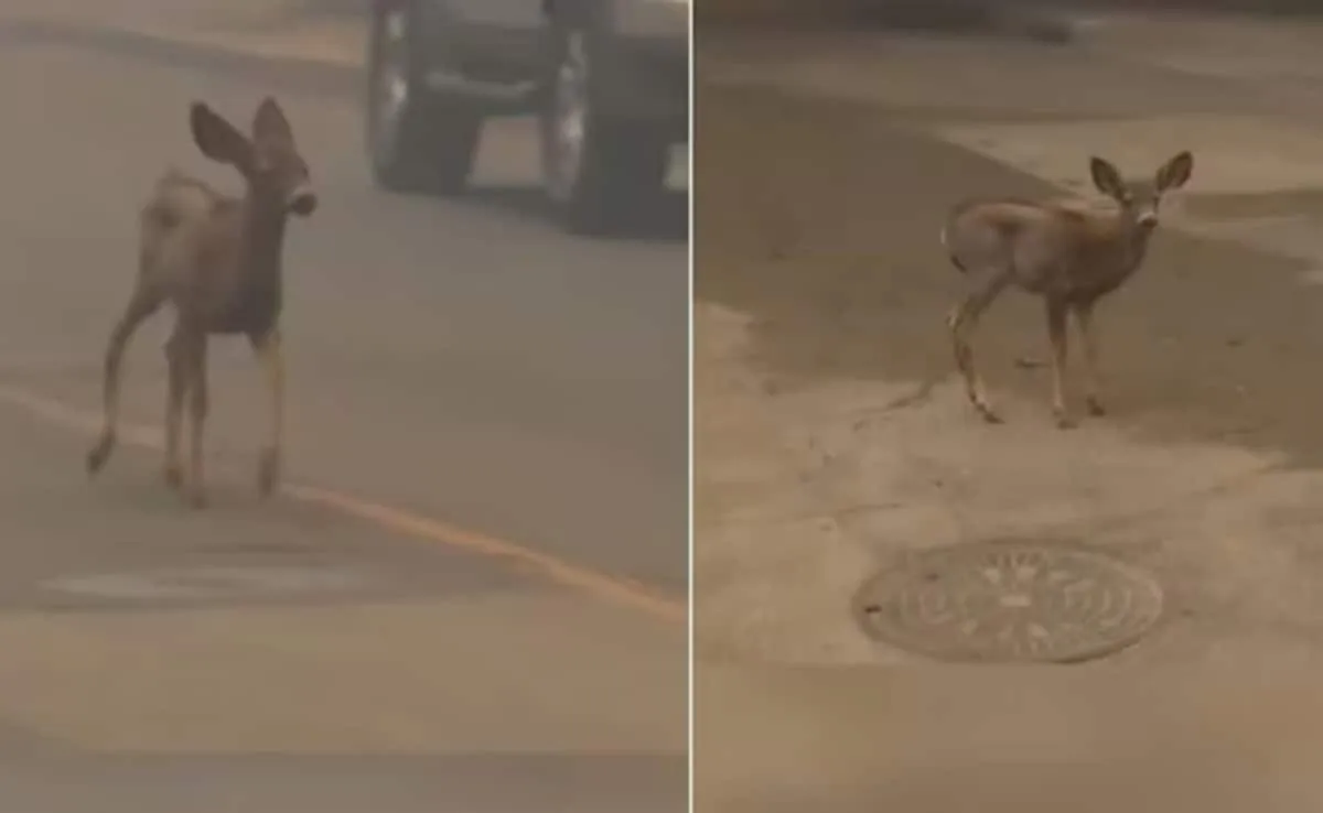 The heart-wrenching scene of devastation in the forest, will tear the heart, the video of the baby deer running away from the flames