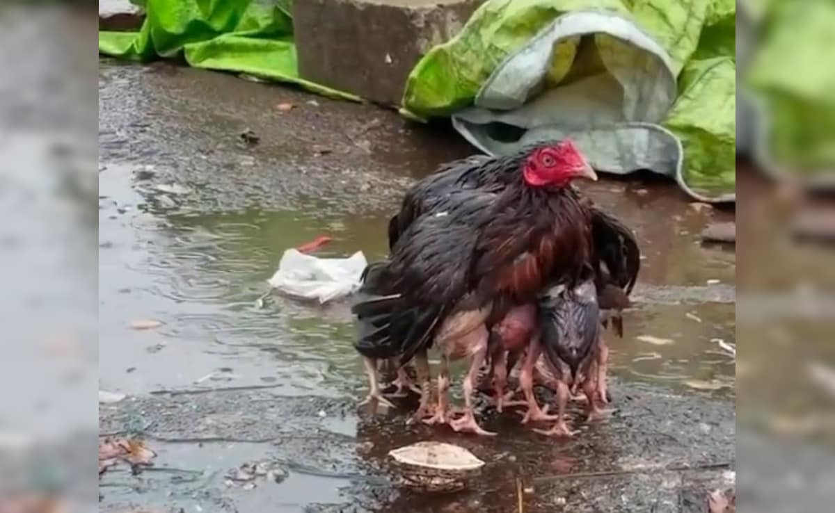 The chicken kept getting wet himself to protect the children from the rain, seeing that people said- no one can replace the mother
